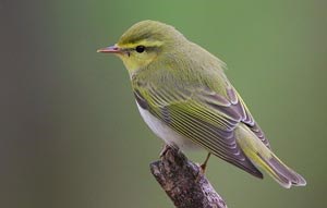 Дуучшувуу (Тарчигнаа дуучшувуу)